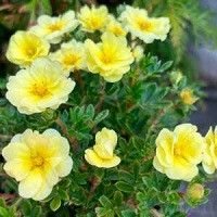 Лапчатка кустарниковая Лемон Меринг (Potentilla fruticosa Lemon Meringue)