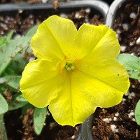 Петуния Крейзитуния Йелло (Crazytunia Yello)