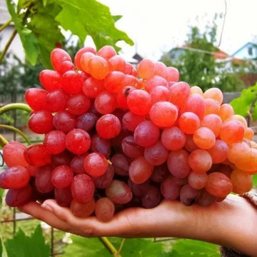 Виноград плодовый Велес (Киш Миш)