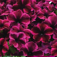 Петуния Крейзитуния Космик Пепл (Crazytunia Cosmic Purple)