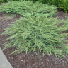 Можжевельник обыкновенный Грин Карпет (Juniperus communis Green Carpet)