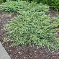 Можжевельник обыкновенный Грин Карпет (Juniperus communis Green Carpet)