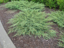 Можжевельник обыкновенный Грин Карпет (Juniperus communis Green Carpet)