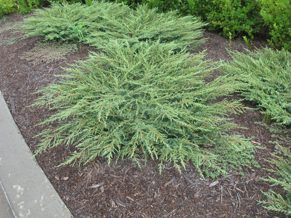Можжевельник обыкновенный Грин Карпет (Juniperus communis Green Carpet)
