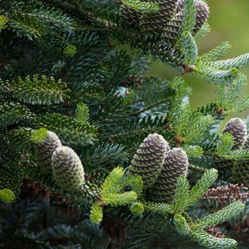 Пихта субальпийская Компакта (Abies lasiocarpa Compacta)